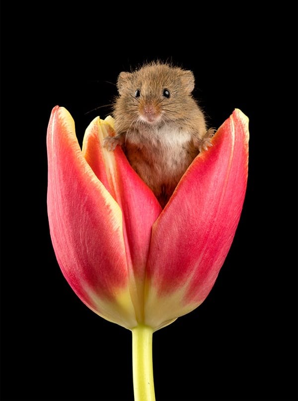 تصاویر موش ها و گل های لاله